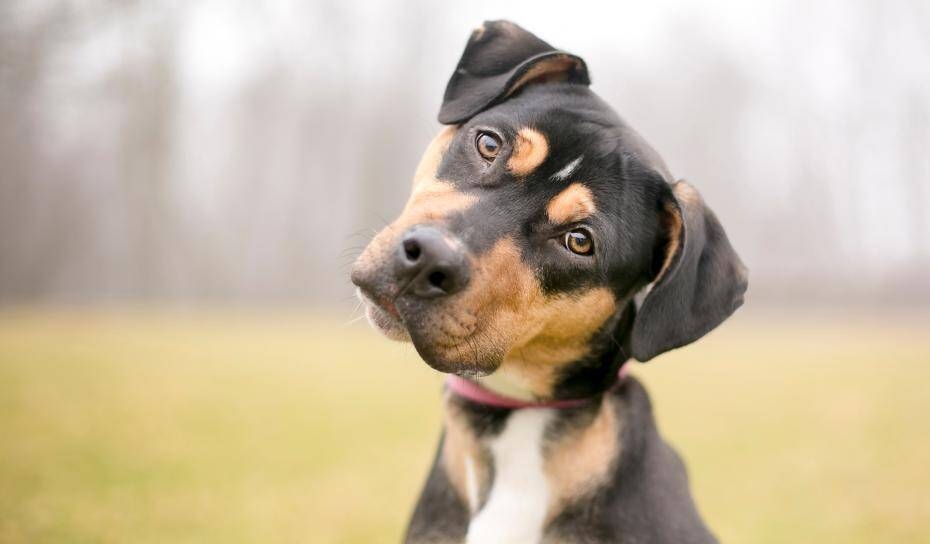 Cane Curioso